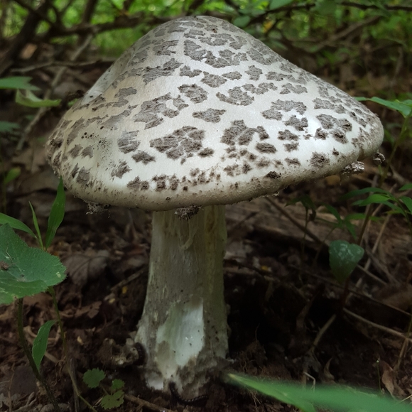 Meet your Posher, R - Picture 1 of 6